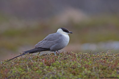 Long-tailed Skua