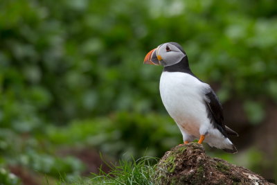 Puffin