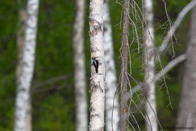 Three-toed Woodpecker