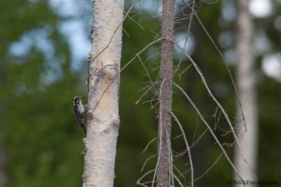 Three-toed Woodpecker