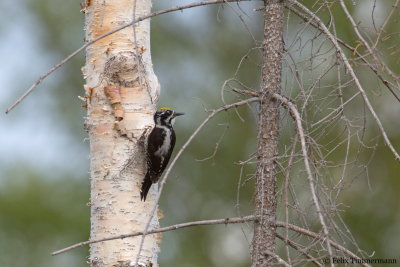 Three-toed Woodpecker