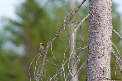 Bohemian Waxwing