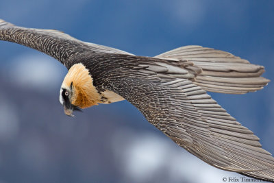 Bearded Vulture