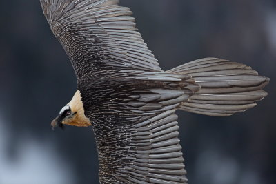 Bearded Vulture