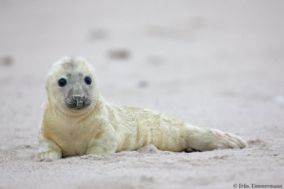 Grey Seal