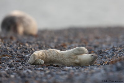 Grey Seal