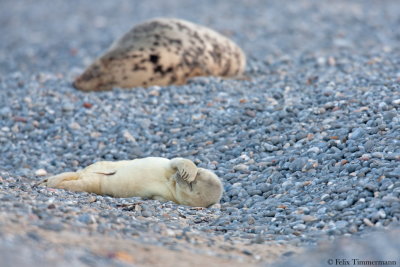 Grey Seal
