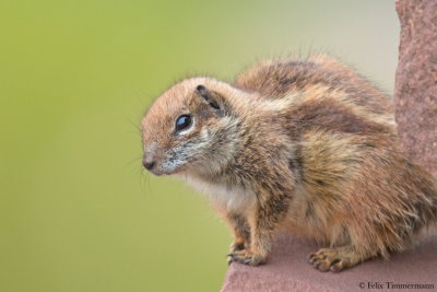 Atlas Ground Squirrel