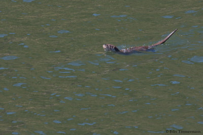 Eurasian Otter