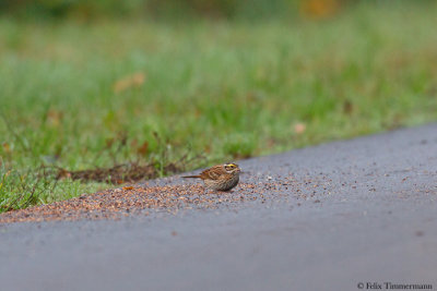 Yellow-browed Bunting