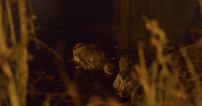 Ragondine avec ses deux petits