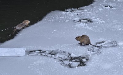 Ragondins sous la neige