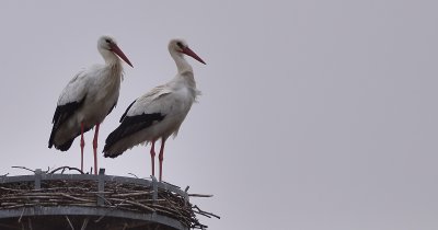 Couple de cigognes