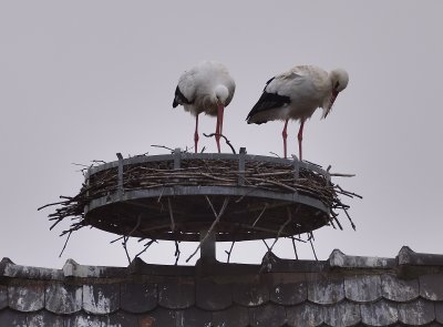Couple de cigognes