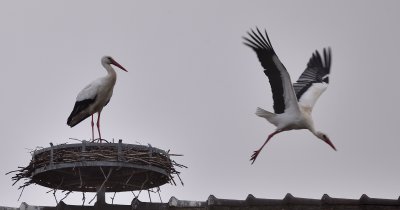Couple de cigognes