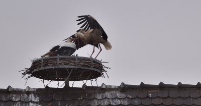 Couple de cigognes