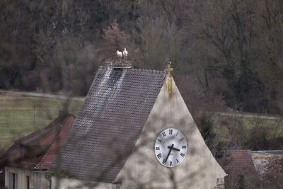 Cigognes sur le clocher de l'Eglise Saint-Gall