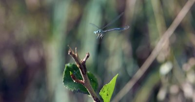 Belle Demoiselle