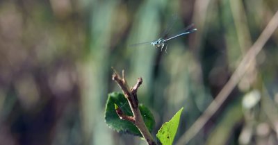 Belle Demoiselle