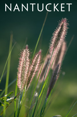 Tom Nevers Grass 005_RL84984.jpg
