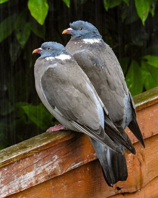 g12/20/2329920/3/171373556.RE2vKzBW.jpg