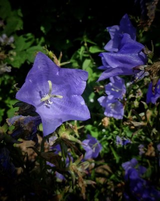 Canterbury Bell