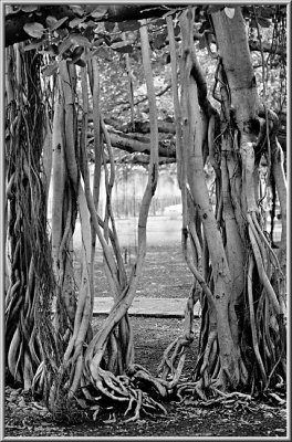 Banyan Vines