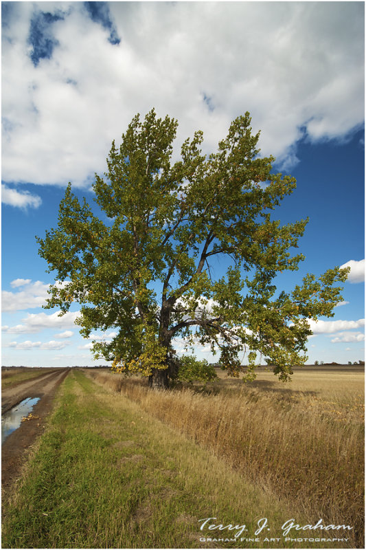 Cottonwood Tree