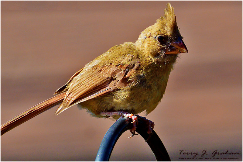 Immature Cardinal