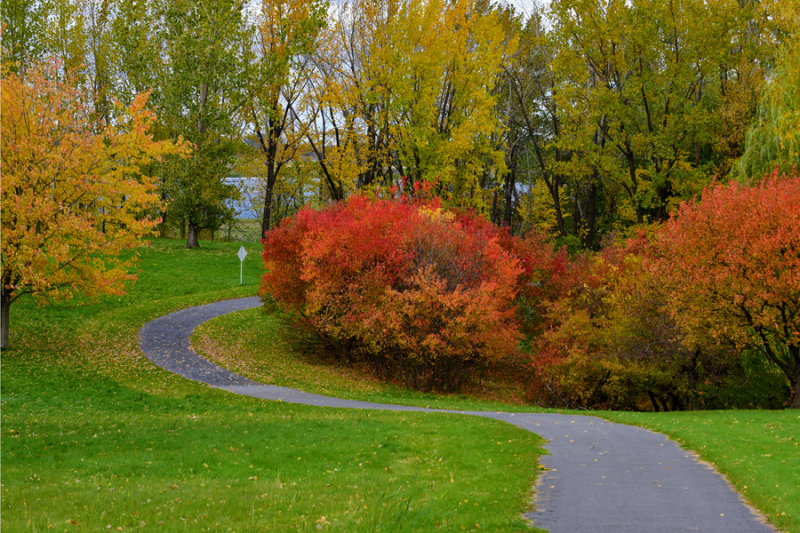 Fall Colours on the Trees