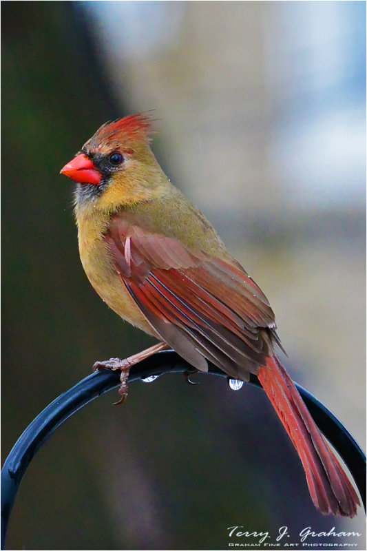 Female Cardinal