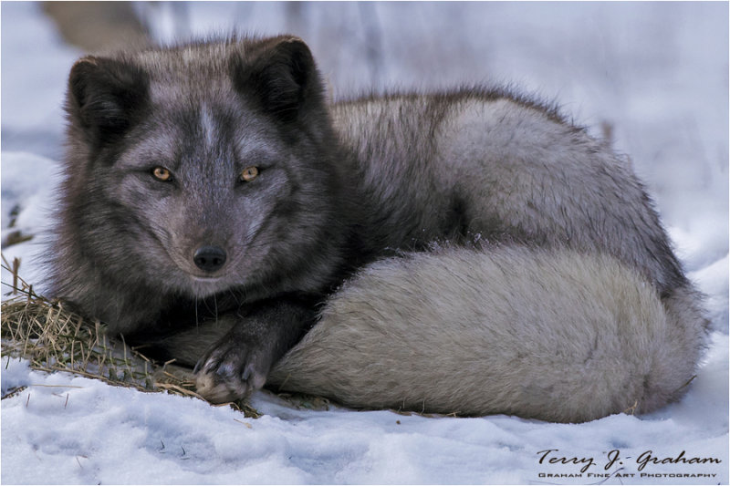 Silver Fox