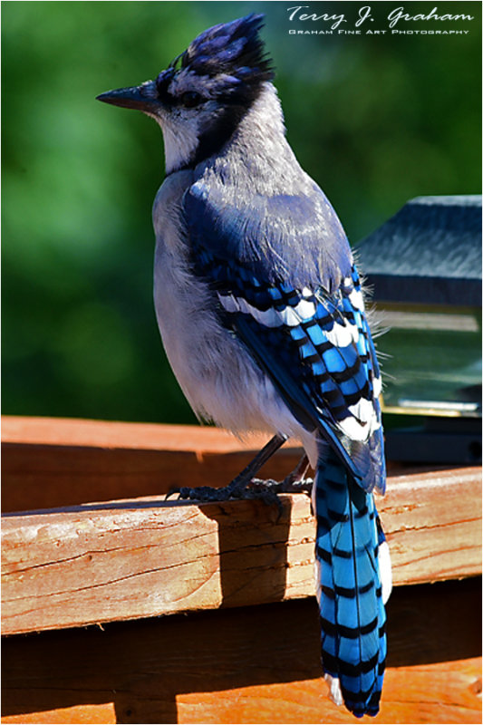 DSC_4326.jpg