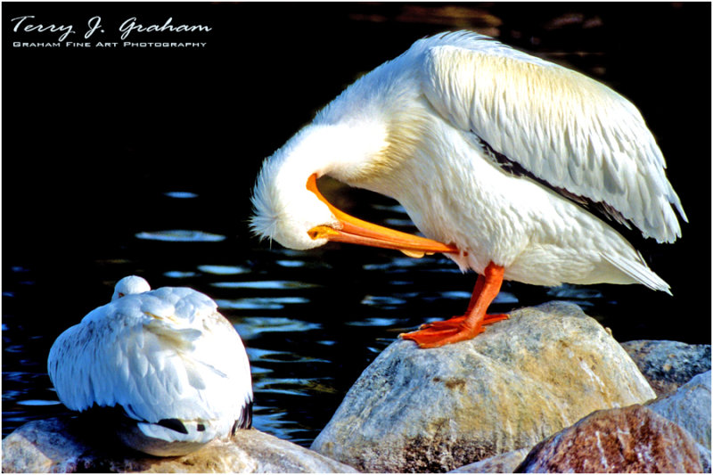 Pelicans