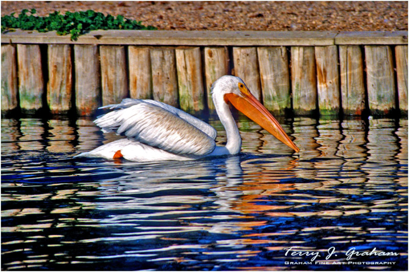 Pelican