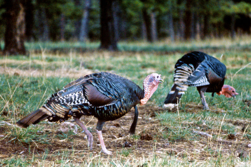 Wild Turkeys