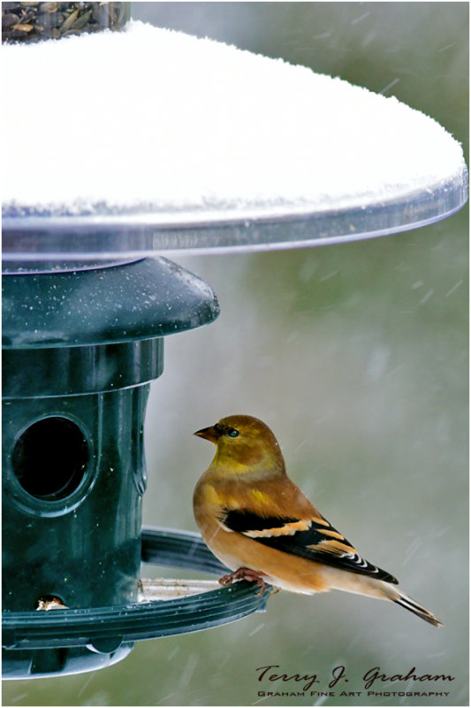 DSC_6232.jpg