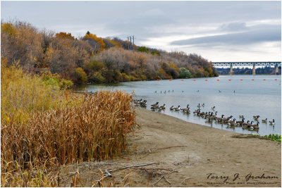 Geese on the South Saskatchewan River