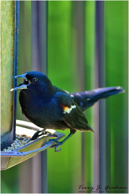 Red Wing Blackbird