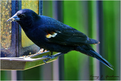 Red Wing Blackbird