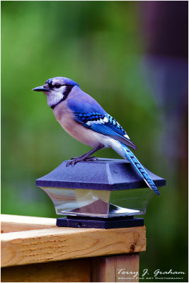 Blue Jay on my Deck