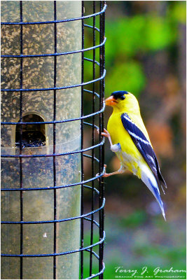 Finch