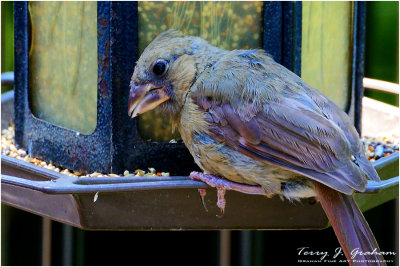 Immature Cardinal