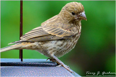 Chipping Sparrow