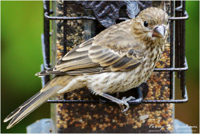 Chipping Sparrow