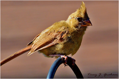 Immature Cardinal