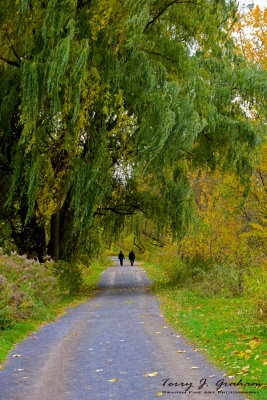 Solitary Walk