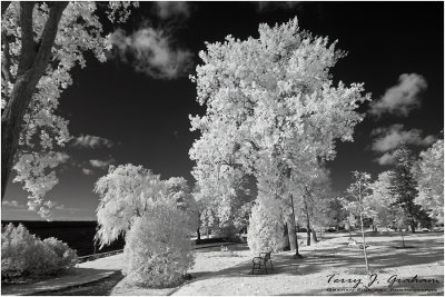 Infrared Images