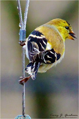Male American Goldfinch
