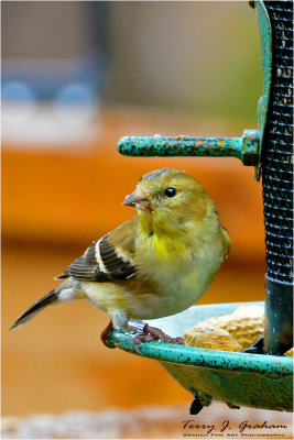 Male Amercan Goldfinch